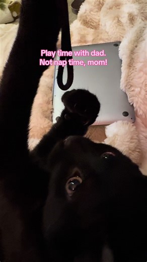 Don’t interrupt phone lanyard play time! 😾 #blackcat #blackcatsoftiktok #kittensoftiktok #kitty #kitten