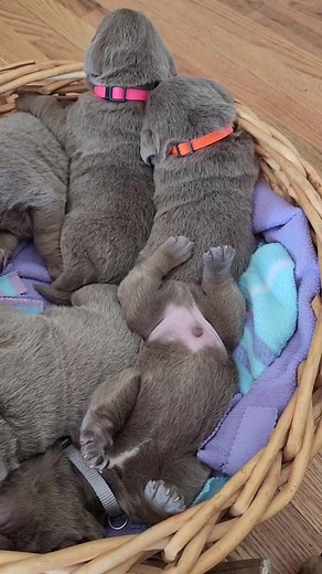 Adorable Silver Labrador Puppies at Two Weeks Old