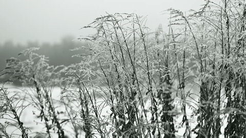 clip-3994255973-dry-grasses-wind-winter-meadows-cloudy-morning