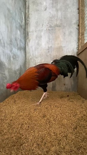 4.7M views · 78K reactions | Back to mama Breeding! Backyard Level! #farmvisit #fblifestyle | Lemz Backyard | Facebook