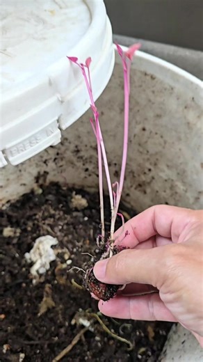 Growing Sweet Potatoes in a Compost Bin