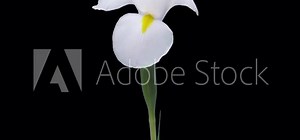 Time-lapse of opening and dying white iris 1b5 in 4K PNG+ format with ALPHA transparency channel isolated on black background Stock Video