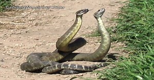 Yikes! 13 rattlesnake species that live in AZ