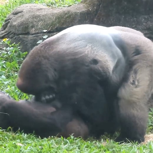 Omg// Sweet interaction between gorilla daddy D'jeeco with Jabali so cool #gorillaglue #gorillas #funnyvideos #animals | De Animals