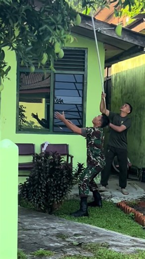 Panen panen 😁 #mangga #petikbuah #fyp