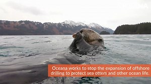 44 reactions | 簾 It's Sea Otter Awareness Week! Learn more about these cute critters with our Marine Life Encyclopedia: https://bit.ly/46pvV2t | Oceana | Facebook