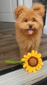 Who’s smarter? Me for using flowers to get a treat, or is it Mom for training both of us now to bring them to her? 😂🌻 #pomapoo #teddybeardog #funnydogsofinstagram #dogtraining #dogsketch #fyp | Honey the Pomapoo