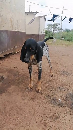 All About Amaphisi: The Adorable Dogs of South Africa