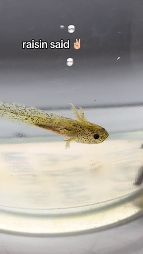 Adorable Axolotl Babies with Their Little Arms | Nature Video