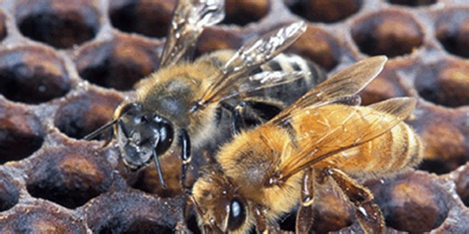 Killer bees put millions in Southeast on alert after invasion forces officials to take action