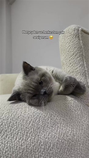 🥹🥹 #blue #point #myfamily #cats #catsoftiktok