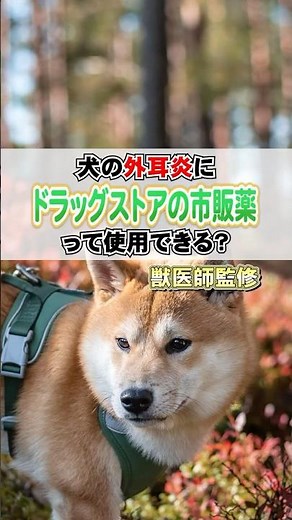犬の外耳炎について気をつけたいことです🐶 #犬のいる生活