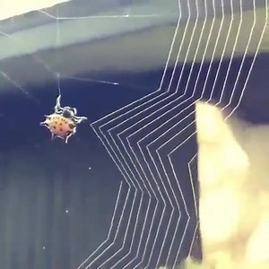 68K views · 826 shares | Animals are the best architects... | Amazing Architecture | Facebook