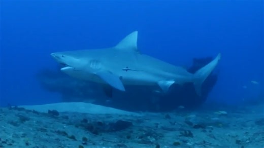 Discovery ‘Shark Week’ has breaching great whites, looks back at ‘Jaws’ and starts with some dancing - WSVN 7News | Miami News, Weather, Sports | Fort Lauderdale