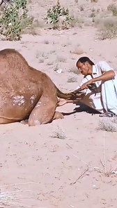 1.6M views · 6.9K reactions | helping_camel_baby_birth_time_#camelbabybirth_#camelbythar #camel_ #camellover #tharlovr #reelsfypシ | Camel Lover | Facebook