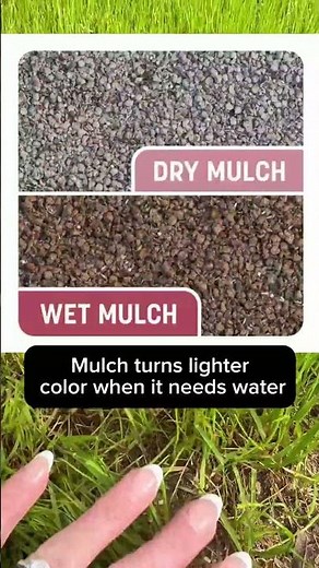 Sherri uses Smart Patch Zenith Zoysia