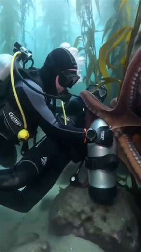 Giant Octopus Hugs Scuba Diver Underwater! 🐙😱
