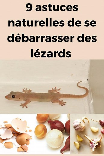 9 astuces naturelles de se débarrasser des lézards à la maison