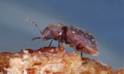 Cigarette Beetle vs Drugstore Beetle: What are the Differences?