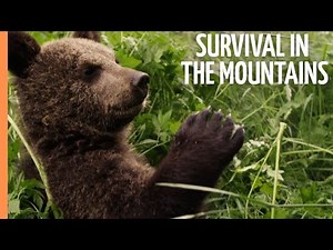 Survival in the Carpathian Mountains | Full Documentary