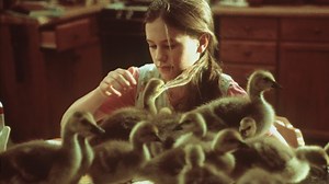 Watch Fly Away Home 1996 full movie on Gomovies hd