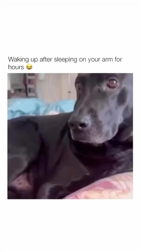 Funny Dog Videos Compilation | Junebug & Secret | Dog Olympics Games