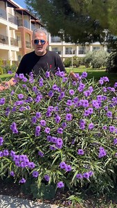 19K views · 248 reactions | Mexican Petunia, Meksika Petunyası Mexican petunias only bloom once a day, but continuously bloom throughout the summer Individual flowers last for only one day, but there are always new flowers opening #sonerkazaz #cicekmolasi #çiçek #flowers #garden #bahçe #meksikapetunyası #mexicanpetunia # | Soner Kazaz | Facebook