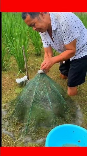 Panen ikan di sawah rawa