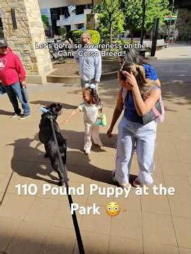 110 Pound Puppy at the Park 😳