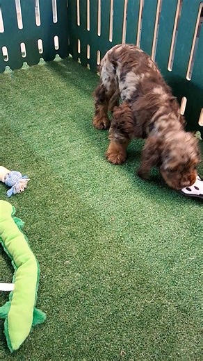 Cocker Spaniel puppy for sale