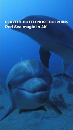 Playful Bottlenose Dolphins in the Red Sea | 4K ULTRA HD