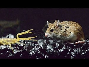 MOUSE IMMUNE TO SCORPION ATTACK