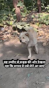 8.2K views · 3.2K reactions | Meet Chow...rejected by his very own...