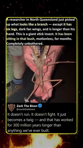 THE WHOLE BODY IS A LIE