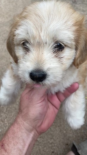 Heavy’s H.E.A.R.T. (@heavysheart)’s videos with original sound - Heavy’s H.E.A.R.T.