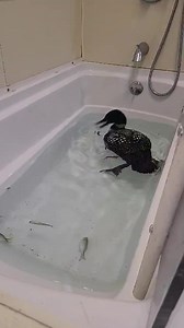 632K views · 10K reactions | LOON ADMITTED FROM MARINETTE COUNTY....