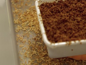 Delivery of Nucleic Acids through Embryo Microinjection in the Worldwide Agricultural Pest Insect, Ceratitis capitata