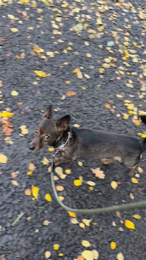 6 comments | Most barking starts before you even reach the door ✅...