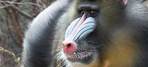 History - Denver Zoo Conservation Alliance