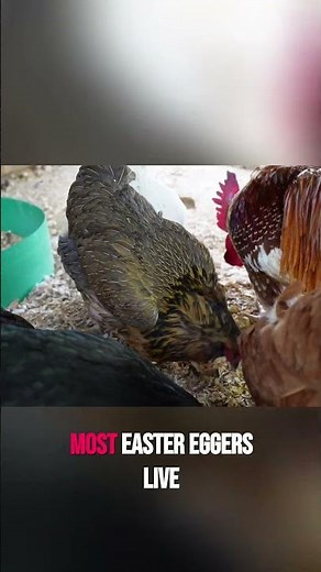 Easter Egger Chickens Colorful Eggs & Long Life!
