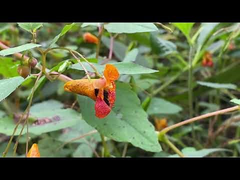 LREC Species Spotlight - Orange Jewelweed - Impatiens capensis