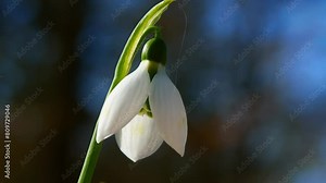 relax video of snowdrop flower in spring Fps 29,97p 4K UHD