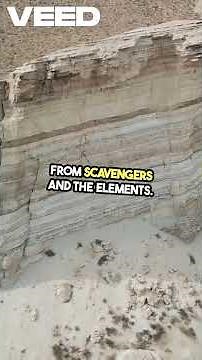 Fossils - Nature’s Ancient Time Capsules!