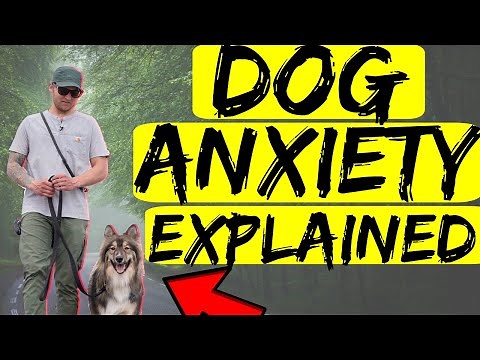 Dog Anxiety Medication? Dog Anxiety Training? Dog Anxiety Explained