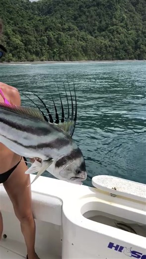 Roosterfish #fishingwithluiza #fishing #saltlife