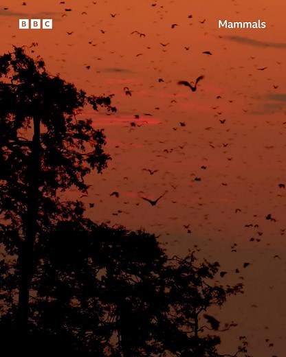 Our dedicated cameraman Josh Aitchison spends 3 weeks living up a tree in order to film a majestic migration of 10 million bats. #Mammals: Born to survive. Built to thrive. | BBC Earth