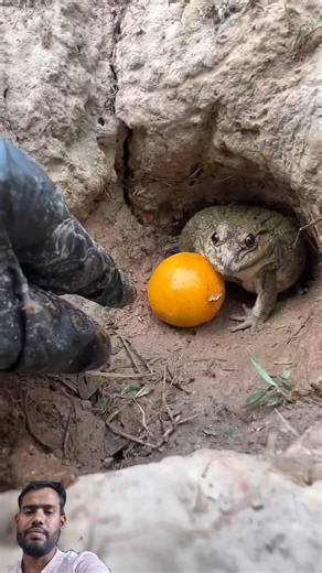 So funny frog 🐸 🤣 😆 #funny#comedy#ytshorts#shorts##short#viral#fun#usa#america#newyorkunitedstate