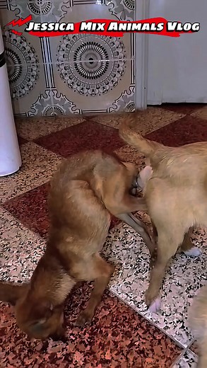 New Female Dog Breeding Techniques for Crossbreeding