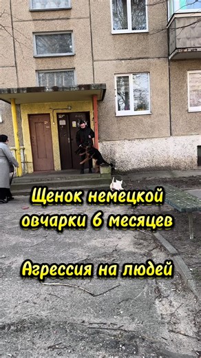 Агрессия щенка немецкой овчарки: что делать?