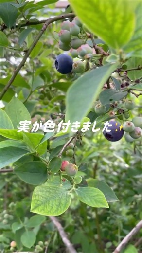先祖代々のブルーベリー🫐の木を育てた結果① #ショート #果樹#ブルーベリー#収穫#地植え# 家庭菜園